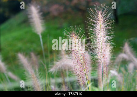 Blühende Gräser Pennisetum im Park Stockfoto