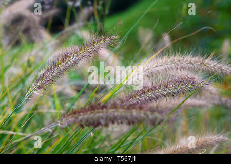 Blühende Gräser Pennisetum im Park Stockfoto