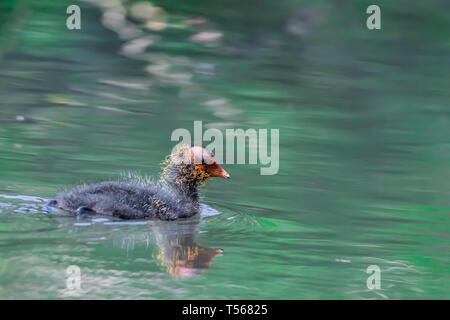 Niedlich und flauschig Blässhuhn Küken Schwimmen im Teich mit grünem Wasser. Der britische Wildlife im Frühjahr. Neues Leben im Frühling. Helle, lebendige Bild mit kopieren. Stockfoto