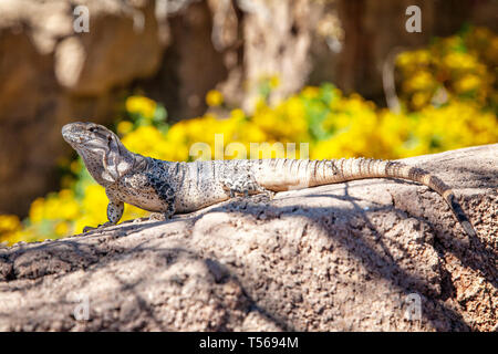 Kap Stacheligen-tailed Leguan am Arizona-Sonora Desert Museum in der Nähe von Tucson, Arizona. Ctenosaura spp. sind native zu heiß und trocken, Arizona. Stockfoto