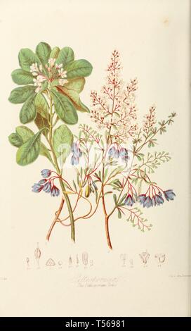 Schöne vintage handgezeichnete Illustrationen von Blumen und Früchten aus alten Buch. Es kann als Poster oder dekoratives Element für den Innenausbau verwendet werden. Stockfoto