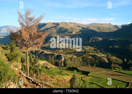 Beeindruckende landwirtschaftlichen Terrassen im Colca Canyon, Arequipa Region, Peru Stockfoto