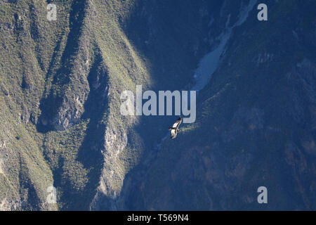 Andean condor Fliegen über Colca Canyon, der tiefste Canyon der Welt, Arequipa Region, Peru Stockfoto