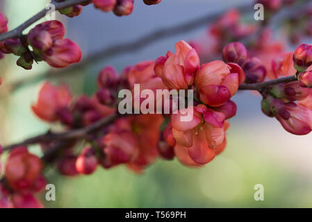 Red chaenomeles japonica, Quitte Quitte Maule's Blumen auf Zweig selektiven Fokus Stockfoto