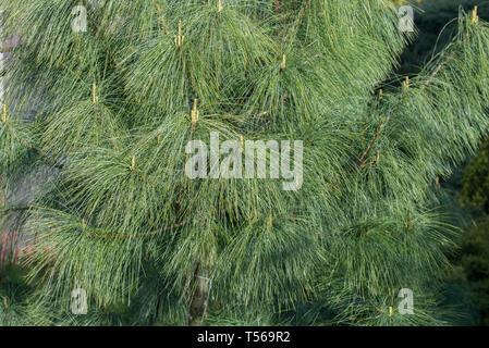 Pinus wallichiana Bhutan pine, himalayan Pine Tree in Garten Stockfoto