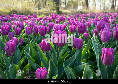 Traditionelle niederländische Tulpenfeld mit lila Blüten Stockfoto