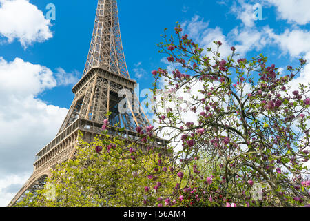 Blüte pink Magnolia und Eiffelturm, Paris. Stockfoto