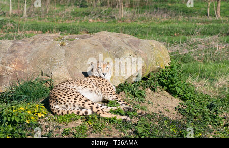 Gepard auf die Sonne, getupft Predator liegt Unten aufliegt und auf das Gras Stockfoto