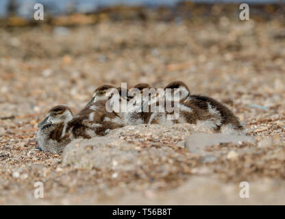 Eygptian Gans Küken (Alopochen aeygptiaca) Stockfoto