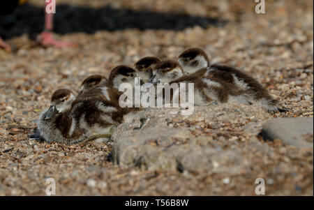 Eygptian Gans Küken (Alopochen aeygptiaca) Stockfoto