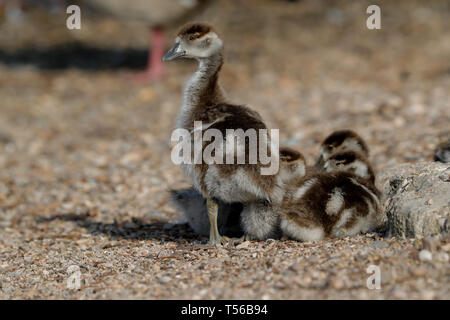 Eygptian Gans Küken (Alopochen aeygptiaca) Stockfoto