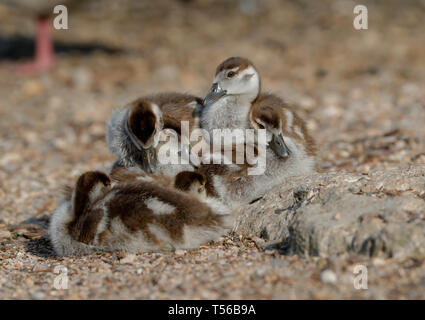 Eygptian Gans Küken (Alopochen aeygptiaca) Stockfoto