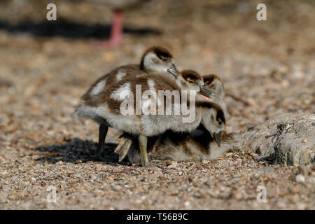 Eygptian Gans Küken (Alopochen aeygptiaca) Stockfoto