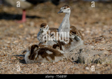 Eygptian Gans Küken (Alopochen aeygptiaca) Stockfoto