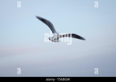 Möwe das Fliegen in den Himmel. Möwen fliegen gegen den Strand. Eine Möwe für eine Landung in Tumwater Wasser park fällt in Germany. Stockfoto