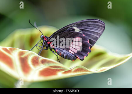 Cattleheart Schmetterling (Parides eurimeded mylotes) auf einem Blatt thront. Stockfoto