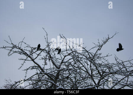 Krähe fliegt weg von einer Herde auf einem toten Baum mit Wolkigen Hintergrund Stockfoto