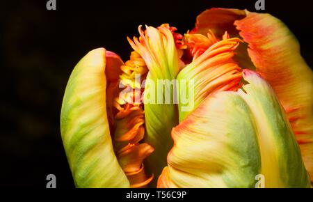 Apricot Parrot Tulip Stockfoto