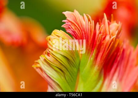 Apricot Parrot Tulip Stockfoto