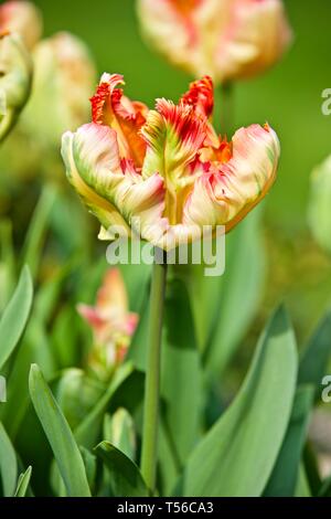 Apricot Parrot Tulip Stockfoto