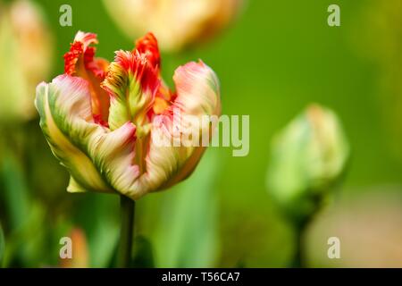 Apricot Parrot Tulip Stockfoto