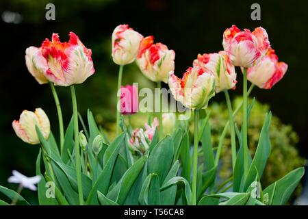 Apricot Parrot Tulip Stockfoto