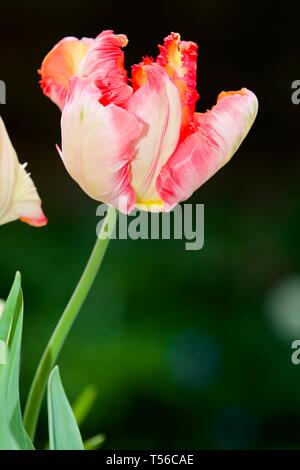 Apricot Parrot Tulip Stockfoto