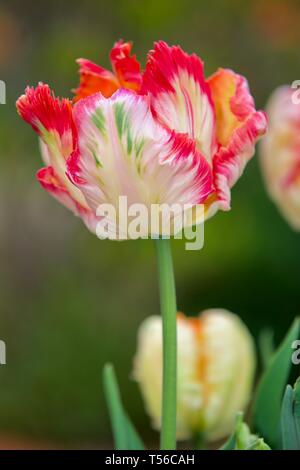 Apricot Parrot Tulip Stockfoto