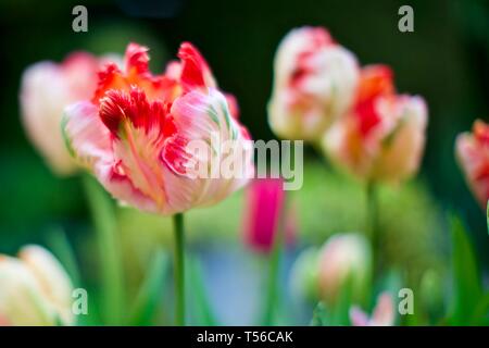 Apricot Parrot Tulip Stockfoto