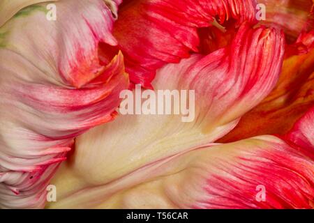 Apricot Parrot Tulip Stockfoto