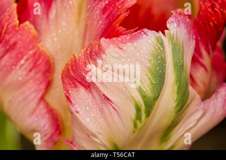 Apricot Parrot Tulip Stockfoto