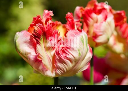 Apricot Parrot Tulip Stockfoto