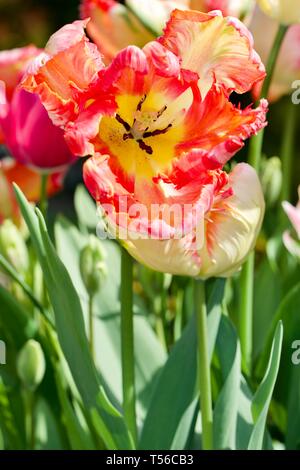 Apricot Parrot Tulip Stockfoto