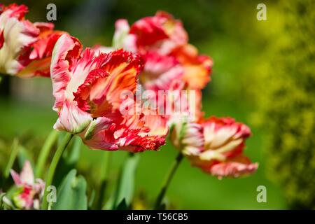 Apricot Parrot Tulip Stockfoto