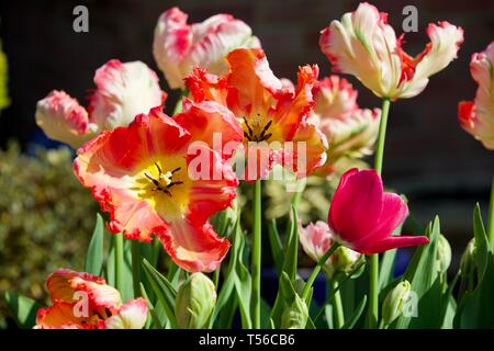 Apricot Parrot Tulip Stockfoto