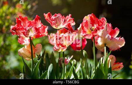 Apricot Parrot Tulip Stockfoto