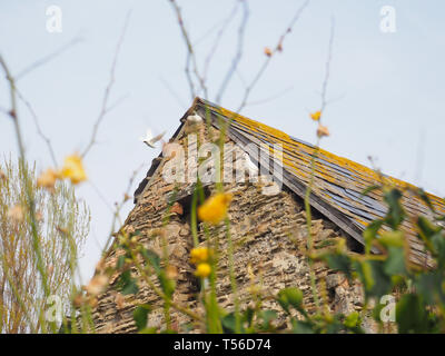 Kilve, Somerset, UK. 18. Apr 2019. Tauben, die in den Ruinen von kilve Chantry. Stockfoto