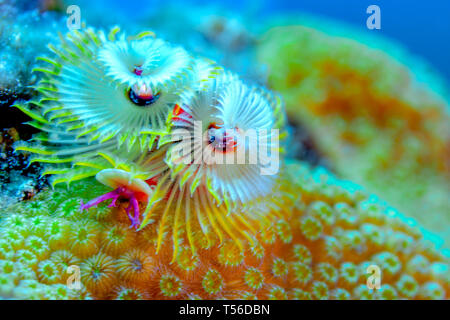 Weihnachtsbaum Würmer eingebettet in die Korallen, Turks- und Caicosinseln. Stockfoto