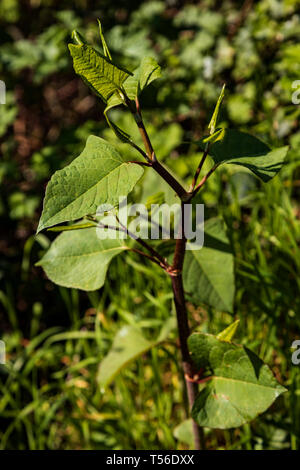 Japanischer Knöterich (Fallopia japonica) wächst im Frühjahr, invasive Pflanze, Deutschland Stockfoto