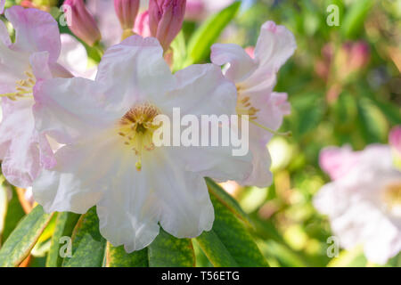 Nahaufnahme einer Rhododendron Cunningham's White im Frühjahr. Anzeigen einer blühenden Rhododendron mit rosa Knospen und Blätter im April. Stockfoto