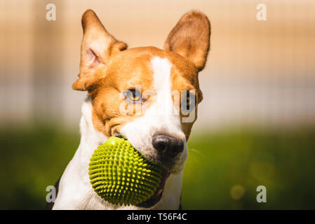 Beagle Hund Spaß im Garten draußen laufen und springen mit Ball in Richtung Kamera. Sonnigen Tag im Garten Nahaufnahme Stockfoto