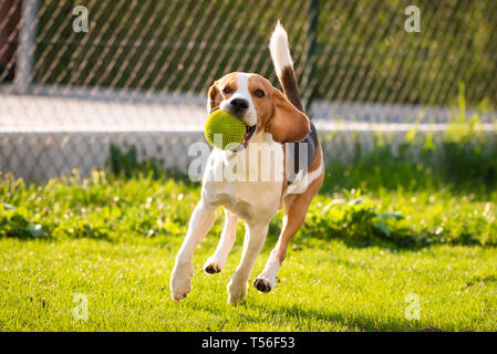 Beagle Hund Spaß im Garten draußen laufen und springen mit Ball in Richtung Kamera. Sonnigen Tag im Garten Stockfoto