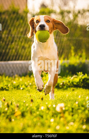 Beagle Hund Spaß im Garten draußen laufen und springen mit Ball in Richtung Kamera. Sonnigen Tag im Garten Stockfoto