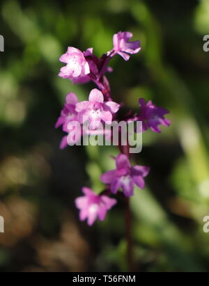 Vier-beschmutzte Orchis (Orchis quadripunctata) Insel Mljet, Kroatien Stockfoto