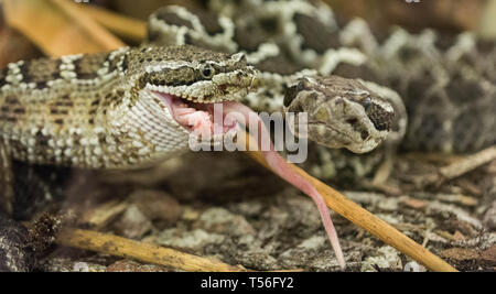 Arizona Schwarz Klapperschlange, oreganus Crotalus cerberus Fütterung Stockfoto