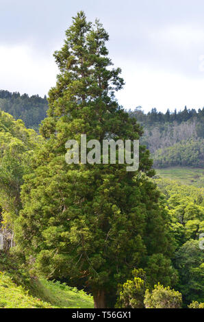 Japanische Rote Zeder in Santa Maria Island, Azoren Stockfoto