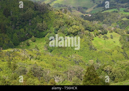 Gemischte laurisilva Wald und nadelbaum Plantagen in Santa Maria Island, Azoren Archipel Stockfoto