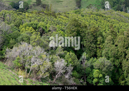 Gemischte laurisilva Wald und nadelbaum Plantagen in Santa Maria Island, Azoren Archipel Stockfoto