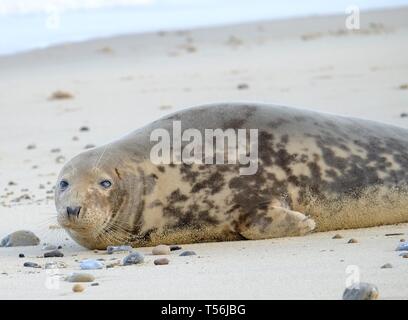 Dichtung an einem Sandstrand in Horsey, Norfolk, Großbritannien Stockfoto