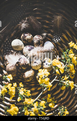 Ostern Grußkarte mit Wachteleier, Ansicht von oben Stockfoto